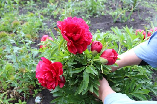 background flowers big red peony on the bed are big plan.