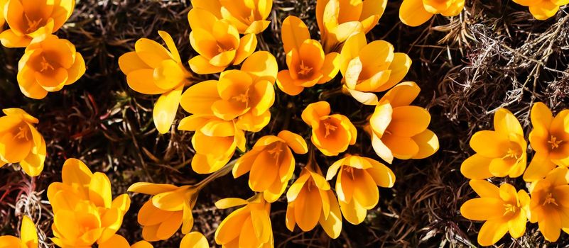 Spring in the garden. Blooming yellow crocus flowers on sunny day.