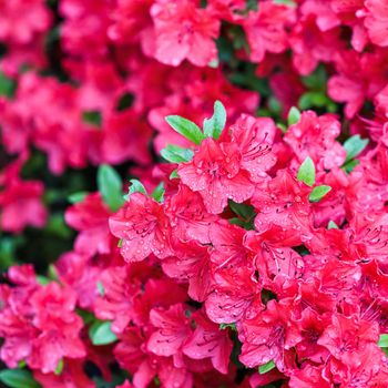 Blooming red azalea flowers with dew drops in spring garden. Gardening concept. Floral background