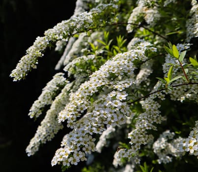 White small flowers of Thunberg spirea (Spiraea thunbergii) bush in blossom