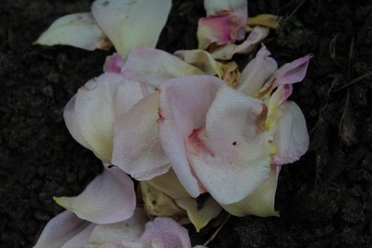 Rose petals on tree boards close up with a place for text. Copyspace.