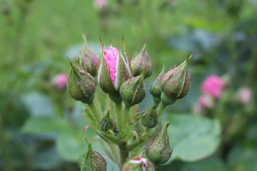 Rose buds view from the side. horticulture. Crop. Growing roses. Flower background.