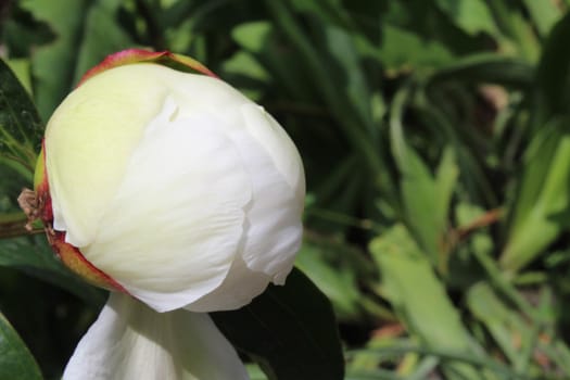 white peony close-up on a white background. nature. Flower background.