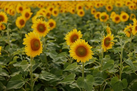 Sunflower natural background against a blue sky plantation unaltered. High quality photo
