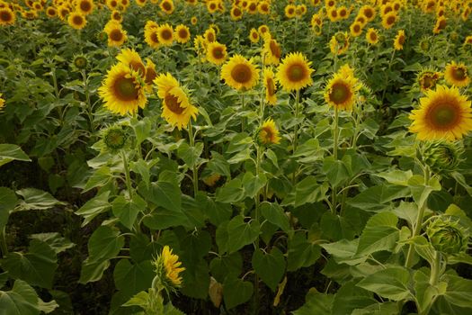 Sunflower blooming nature in the summer sunshine no people unaltered. High quality photo