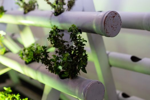 plants in poly pipe containers. decor.