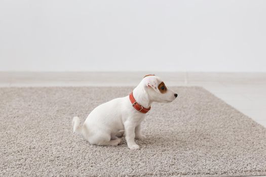 pets, animals and domestic concept - little russell puppy sitting on a carpet in living room.