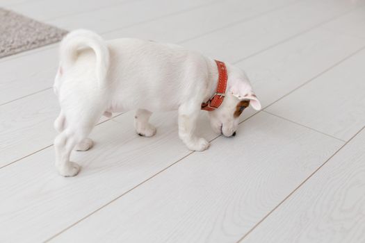 pets, animals and domestic concept - little Jack Russell Terrier puppy playing on a carpet in living room.