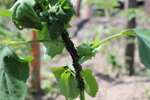 pests on plants. Aphids on the stems of plants. Garden pests. Crop.
