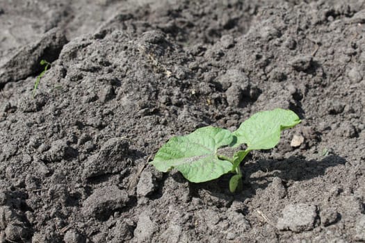 milk seedlings of beans. Growing vegetables. Crop.