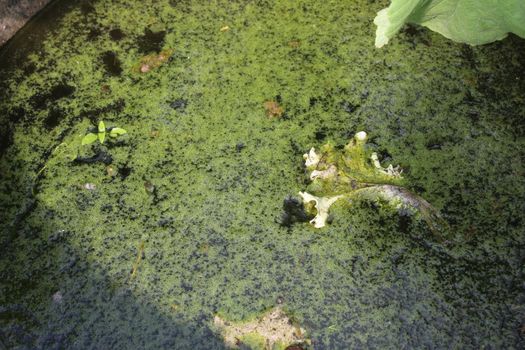 overgrown water in the green. ecology. ecosystem. Saving water natural resources.