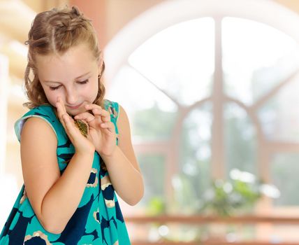 Attentive little girl looking at in the palms of a small turtle. Closeup.In a room with a large semi-circular window.