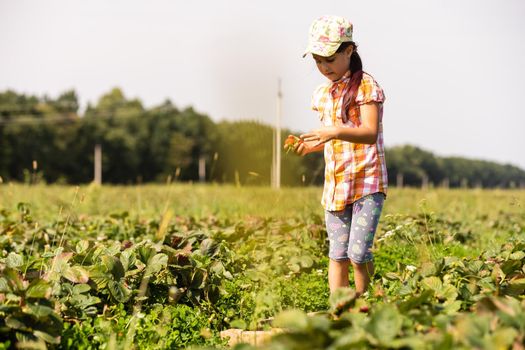 little girl picking strawberries in the field