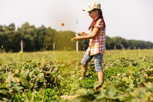 happy young child girl picking and eating strawberries on a plantation