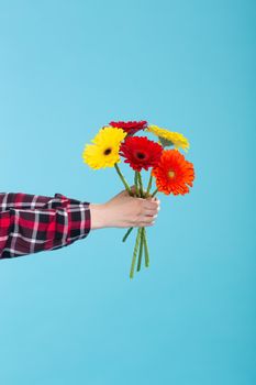 Female hand in a plaid shirt holding a bouquet of yellow red and orange Gerbers on a blue background. Gift concept and greetings. Advertising space