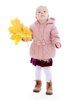 Adorable little girl holding a bouquet of maple leaves.Isolated on white background portrait.