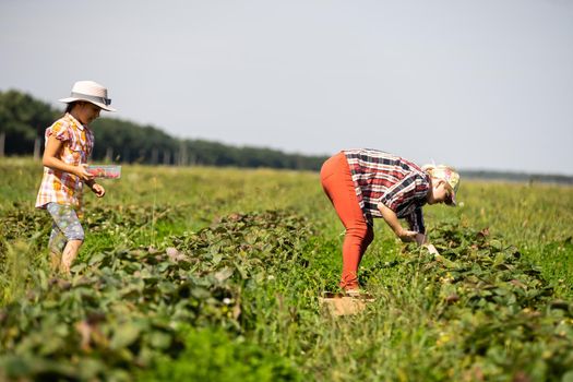 Beautiful young caucasian mother with her daughter pick strawberries in the field