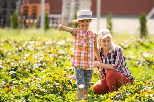 daughter and mother is working in the vegetables garden, harvested strawberries