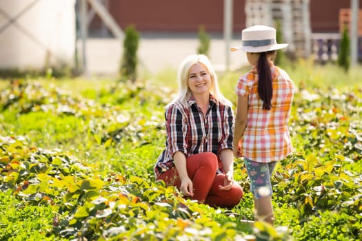 daughter and mother is working in the vegetables garden, harvested strawberries