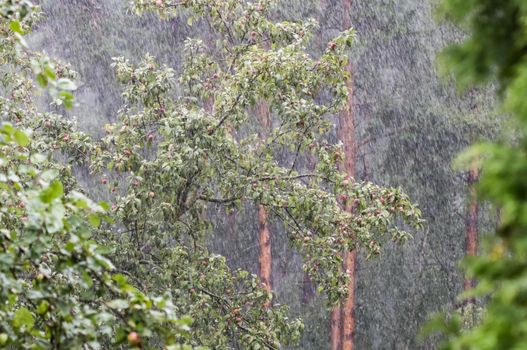 Heavy rain in the garden against the background of an apple tree and a pine forest in summer.