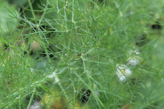 green background thin grass dill close-up bright.