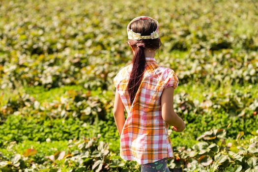 little girl picking strawberries in the field