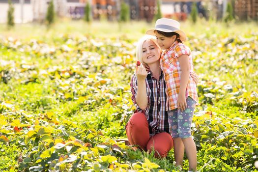daughter and mother is working in the vegetables garden, harvested strawberries