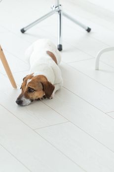 pet, dog concept - Sad Jack Russel dog lying under the chair.