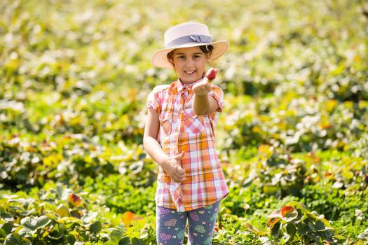 little girl picking strawberries in the field