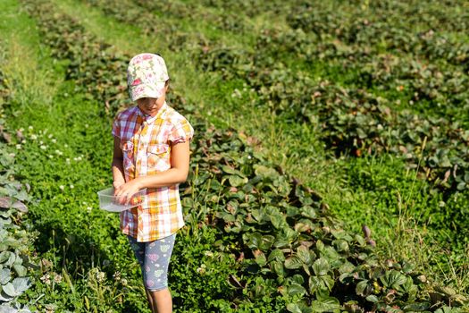 happy young child girl picking and eating strawberries on a plantation