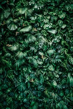 Tropical leaves as nature and environmental background, botanical garden and floral backdrop, plant growth and landscape design.