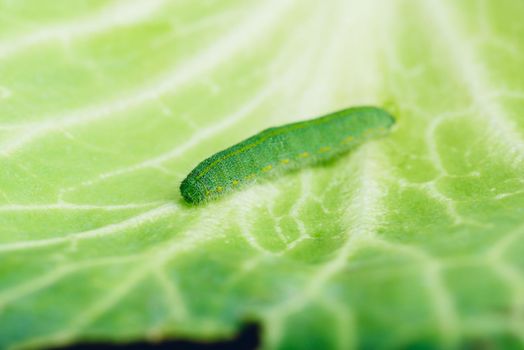 Green Caterpillar Crawling on a Cabbage Leaf