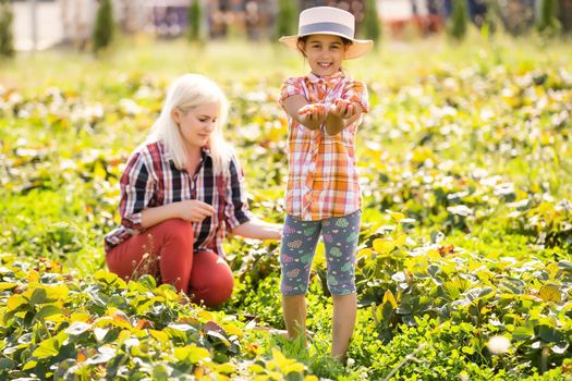 Beautiful young caucasian mother with her daughter pick strawberries in the field