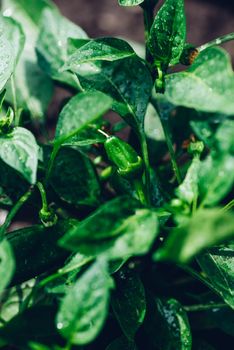 Small Green Spicy Pepper Growing in Garden