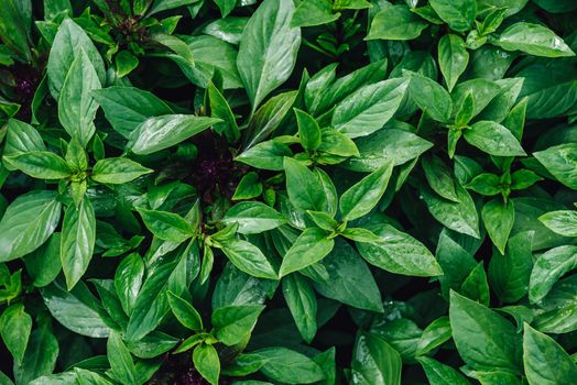 Fresh Green Basil with Water Drops on Leaves in Vegetable Garden. View from Above