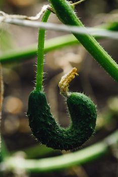 Young Cucumbers Growing On The Vine In Hothouse