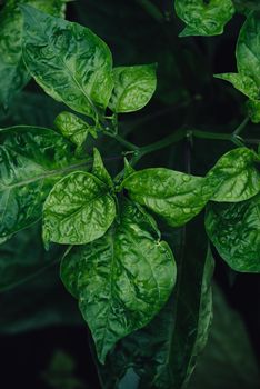 Leaves of Habanero Peppers In Backyard Garden