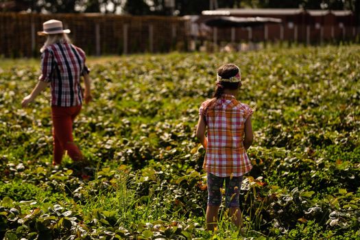 Beautiful young caucasian mother with her daughter pick strawberries in the field