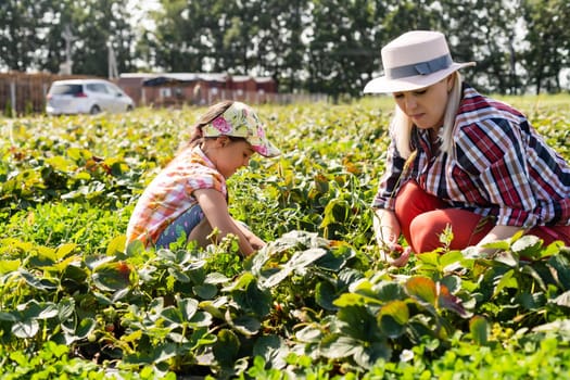 daughter and mother is working in the vegetables garden, harvested strawberries
