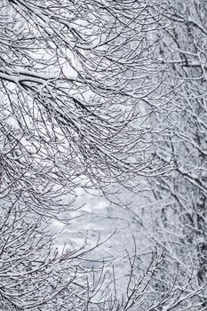 Snowing landscape, winter holiday concept - Fairytale fluffy snow-covered trees branches, nature scenery with white snow and cold weather. Snowfall in winter park. Soft focus