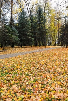 Fallen yellow leaves in the park. Autumn background