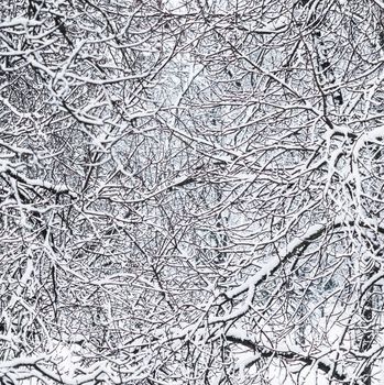 Snowing landscape, winter holiday concept - Fairytale fluffy snow-covered trees branches, nature scenery with white snow and cold weather. Snowfall in winter park. Soft focus