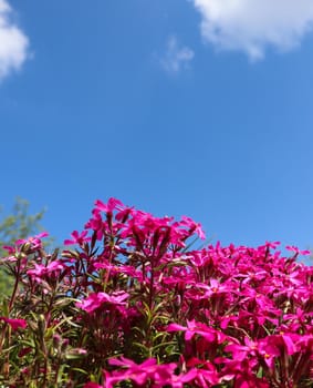 Beautiful pink flowers (Phlox) in spring against blue sky