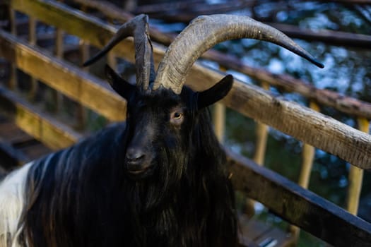 Black sheep. Ouessant ram at farm.