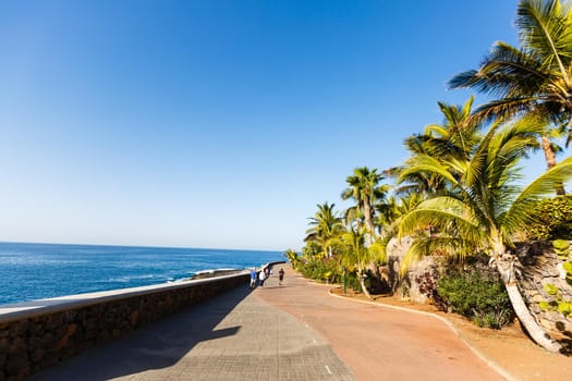 Palm Trees - Perfect palm trees against a beautiful blue sky and the ocean, tenerife.