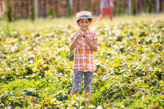 happy young child girl picking and eating strawberries on a plantation