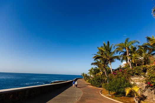 Palm trees on coastal promenade, Canary Islands, Spain.