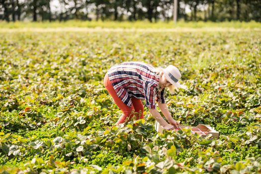Beautiful woman eating a strawberry while gathering strawberries on a farm