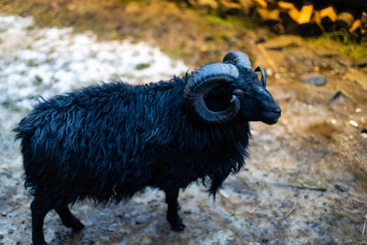 Black sheep. Ouessant ram at farm.