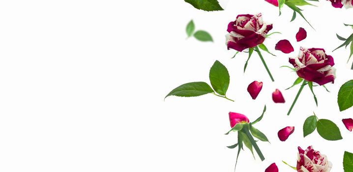 Falling rose flowers on white isolated background, copy space.